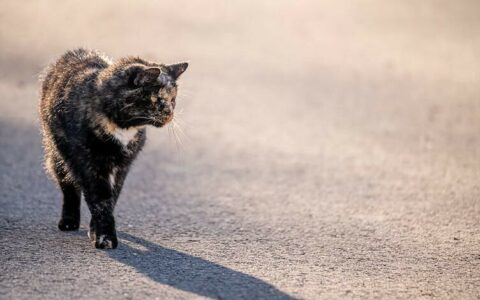 为什么马路上被压死的猫远远比狗多？其实是天性使然