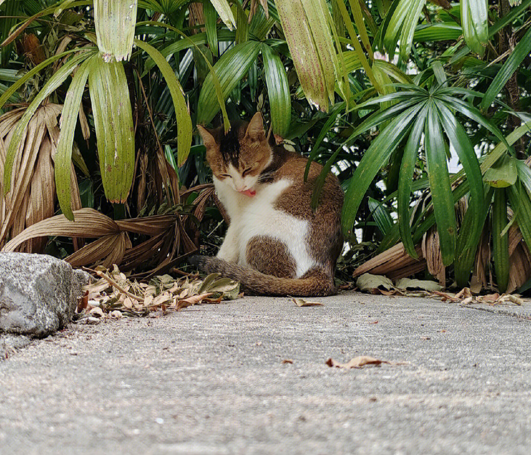 Why Are Far More Cats Killed on Roads Than Dogs? It’s Simply in Their Nature