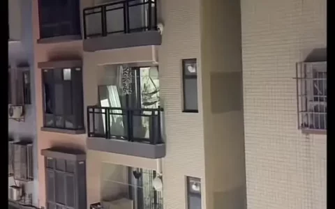 Why Must High-Rise Buildings Install Window Enclosures for Cats? Look at These Gruesome Cases
