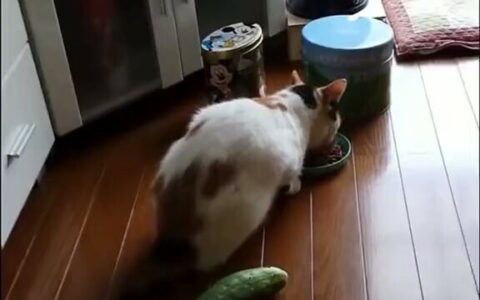 猫为什么怕黄瓜？还会被吓到跳起来