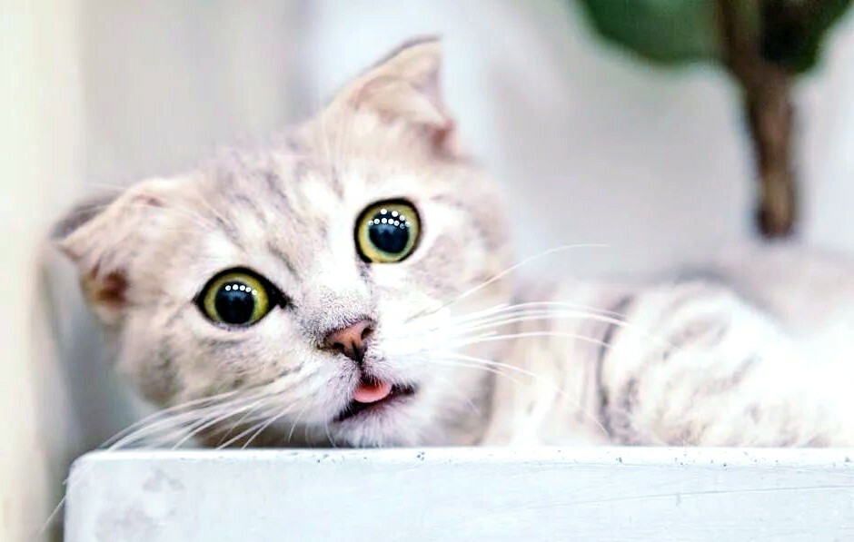 猫犬多合一疫苗怎么选?五合一到十一合一解析