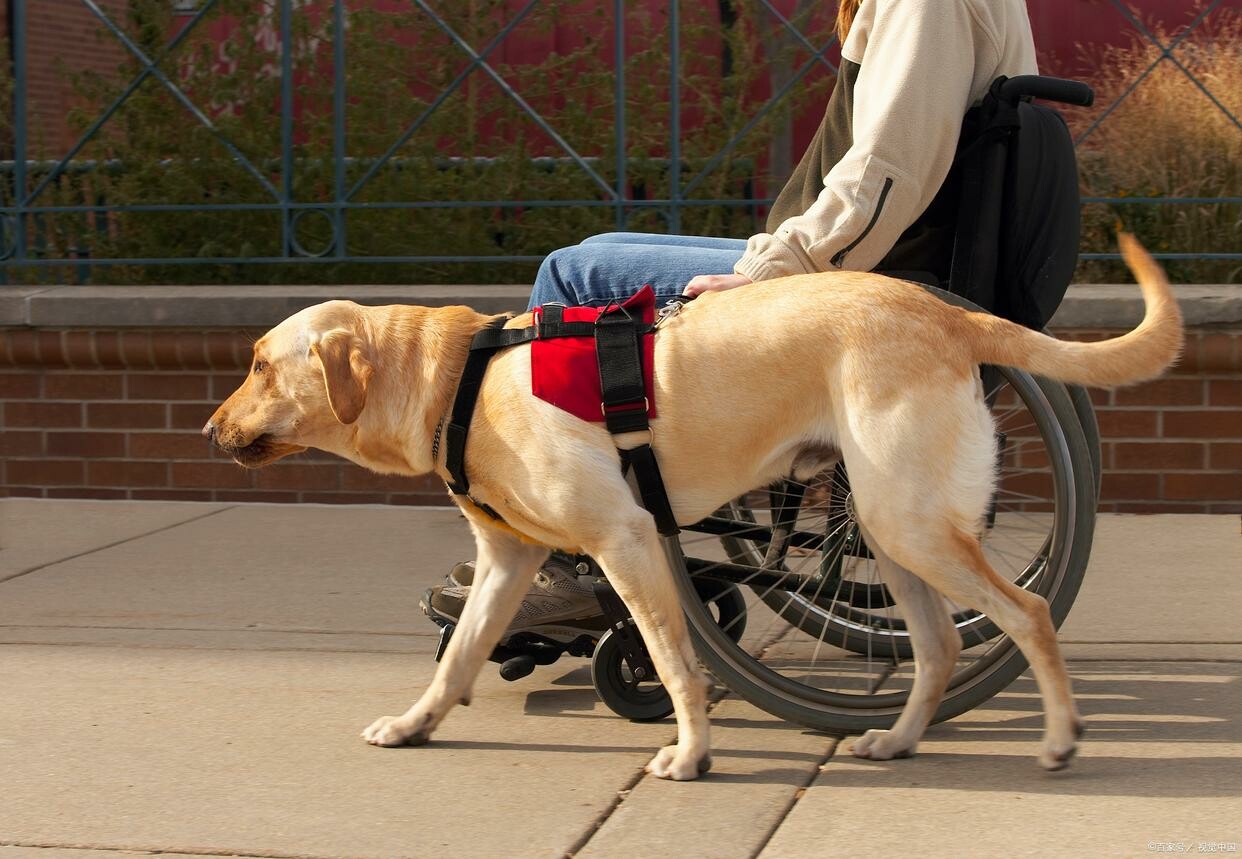 Are Guide Dogs a Scam or a Blessing for the Blind? Revealing the Truth Behind the 200,000 RMB Breeding Cost