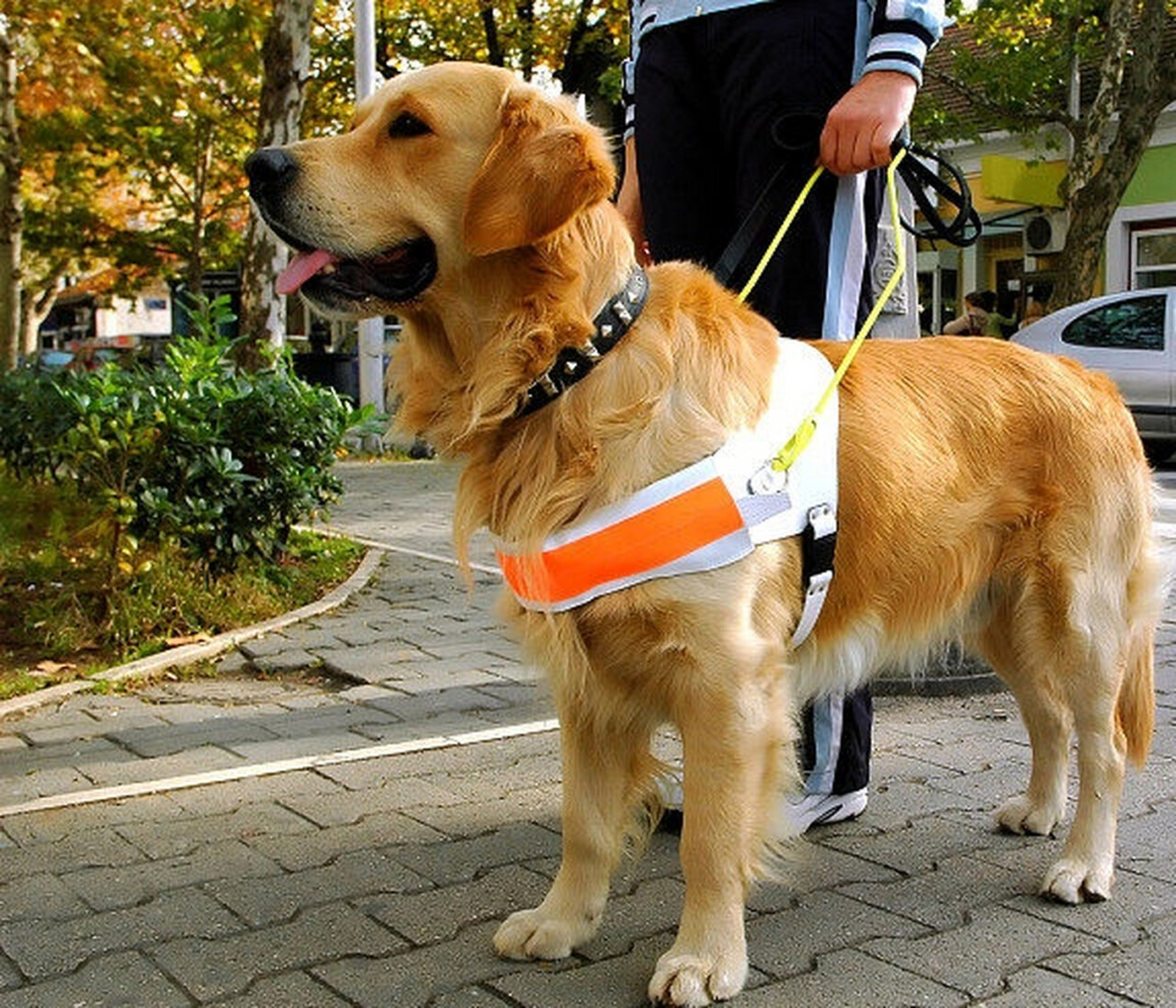 「盲導犬論争」の背後にあるもの:資源のジレンマと感情的価値の衝突