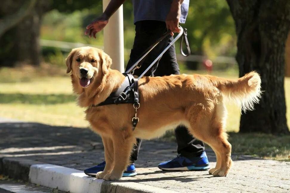 「盲導犬論争」の背後にあるもの:資源のジレンマと感情的価値の衝突