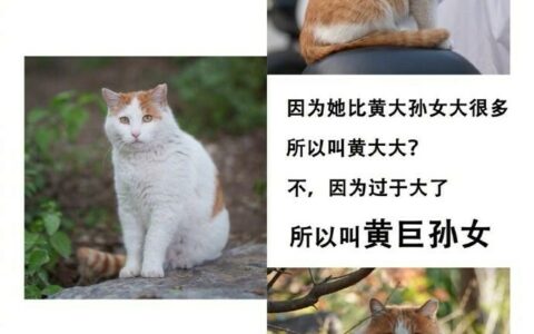 用北大猫协的方式给猫取名：“北大猫咪图鉴”小程序走红校园