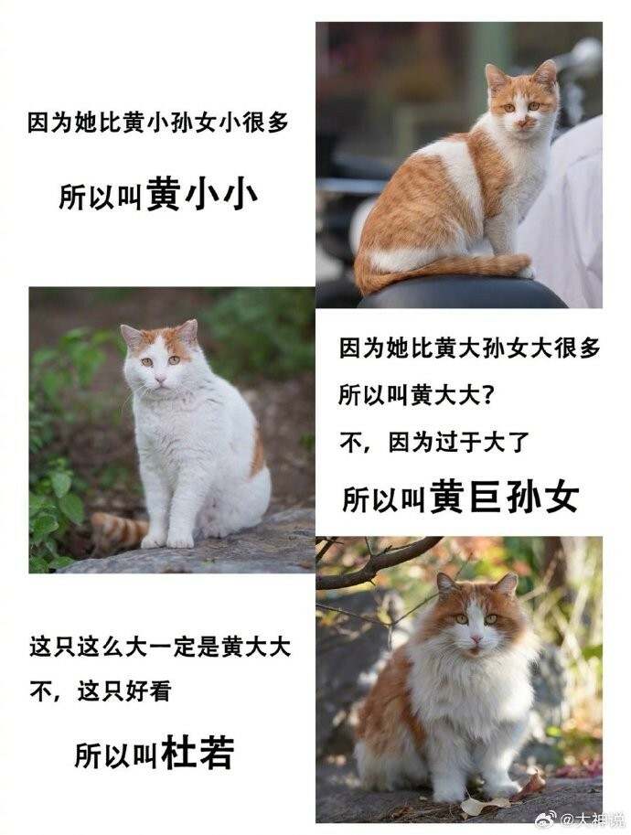 用北大猫协的方式给猫取名:“北大猫咪图鉴”小程序走红校园