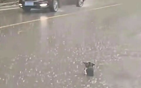 流浪狗暴雨中相拥被好心人收养：恩施两只小狗彼此取暖获救