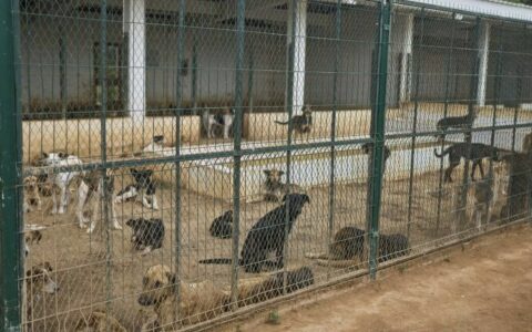 Why is Morocco killing thousands of stray dogs ahead of the 2030 World Cup? Examining Allegations of Mass Culling