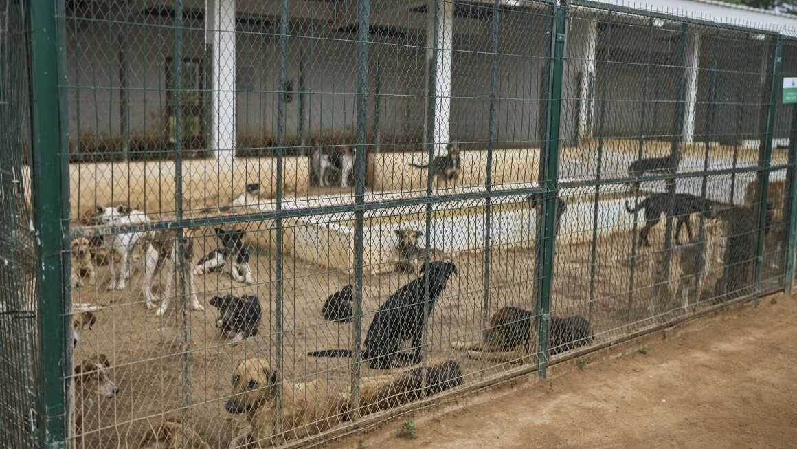 Why is Morocco killing thousands of stray dogs ahead of the 2030 World Cup? Examining Allegations of Mass Culling
