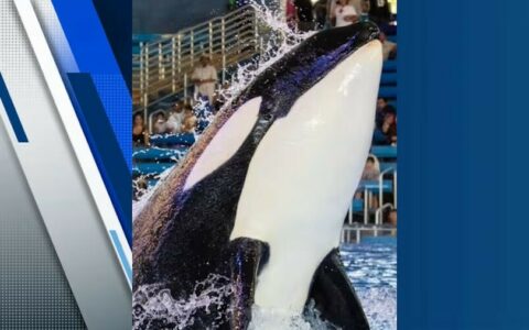 SeaWorld San Antonio mourns loss of Kamea the orca: Remembering the youngest pod member