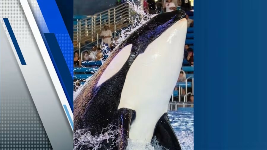 SeaWorld San Antonio mourns loss of Kamea the orca: Remembering the youngest pod member