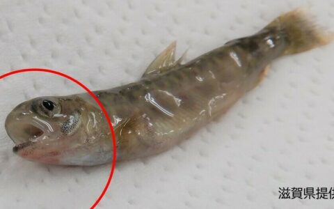 レッドマウス病の国内再発：滋賀県養殖イワナへの影響と対応状況