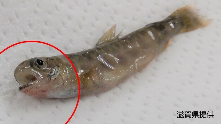 レッドマウス病の国内再発:滋賀県養殖イワナへの影響と対応状況