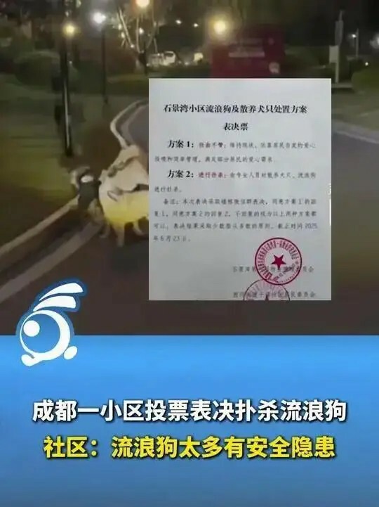成都小区投票表决扑杀流浪狗引争议:社区称意见收集期将先尝试驱赶