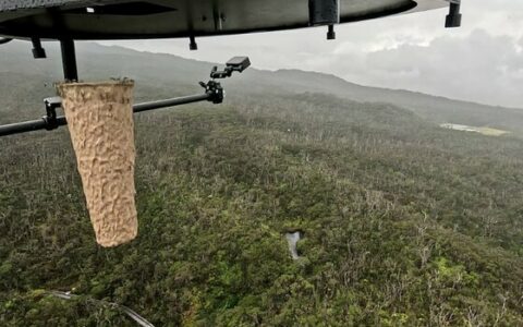 ハワイ 蚊：マウイ島などでドローン散布された雄蚊 4000 万匹による土着鳥類保護戦略