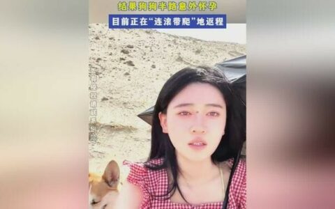 女子带狗自驾新疆 爱犬半路意外怀孕兽医确认 70 天孕期