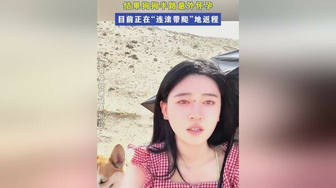 女子带狗自驾新疆 爱犬半路意外怀孕兽医确认 70 天孕期