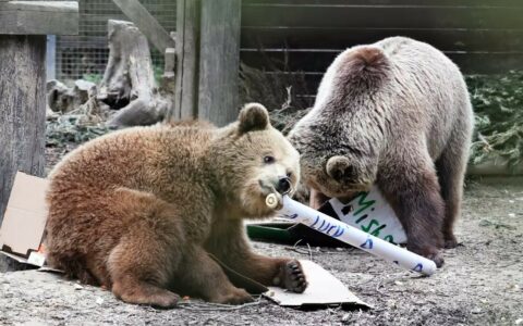 Escaped Devon Bears Get a Sweet Refill Courtesy of Their Local Community