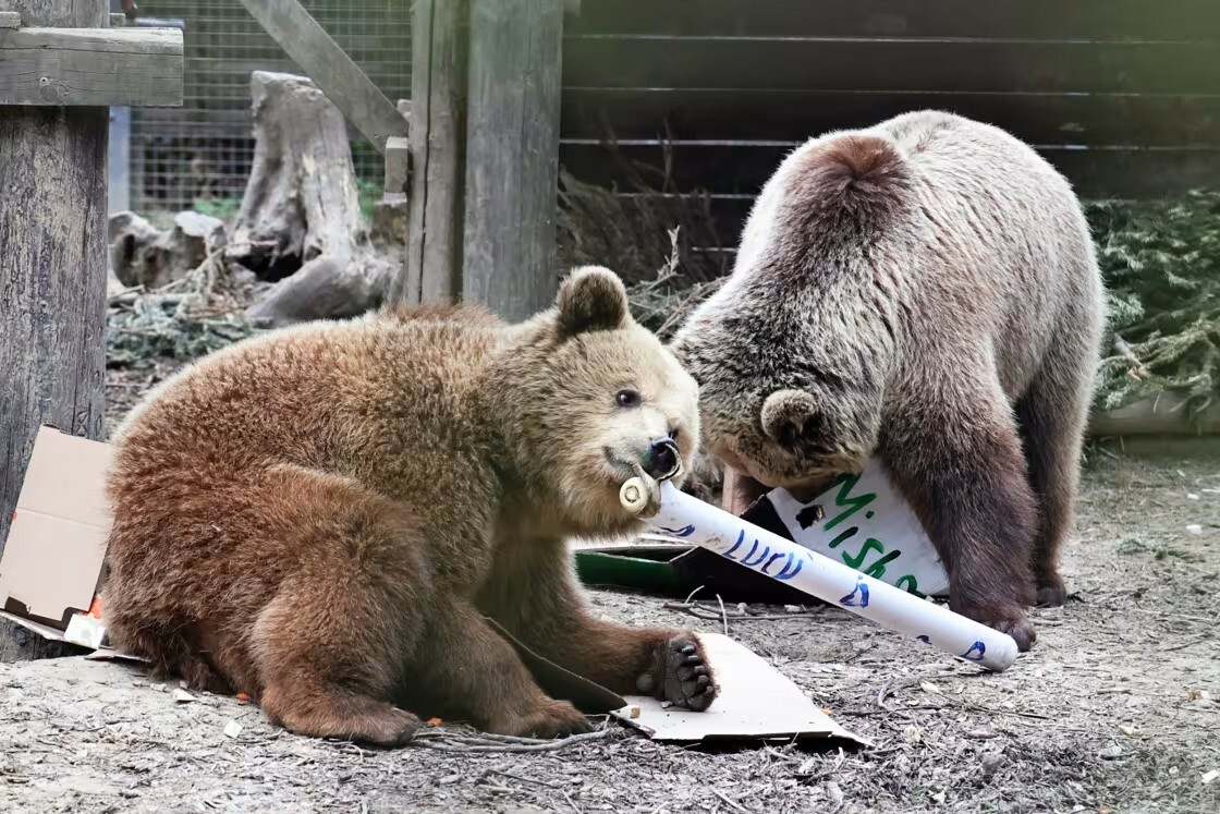 Escaped Devon Bears Get a Sweet Refill Courtesy of Their Local Community