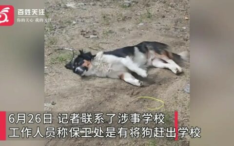 保安打死校内流浪狗：湖北城市建设职业技术学院 6 月 25 日