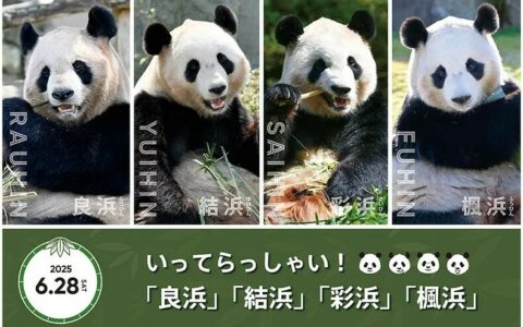 4 只旅日大熊猫平安回归成都，专家全程护航