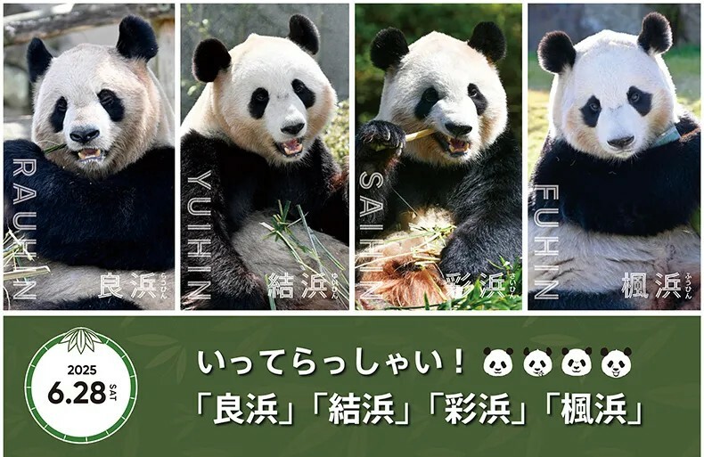 4 只旅日大熊猫平安回归成都,专家全程护航
