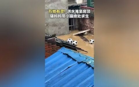 猫妈妈洪水中叼着小猫绝处求生，画面让人泪目