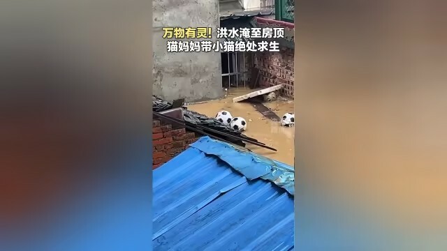 猫妈妈洪水中叼着小猫绝处求生,画面让人泪目