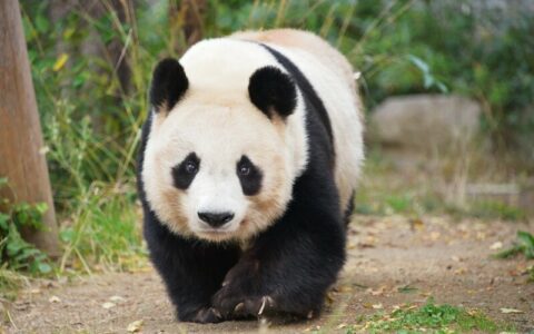 王子動物園のパンダ「タンタン」、剥製返還で終幕も研究の知見は継承へ