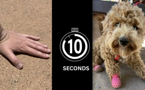 Zion National Park’s “Ten Second Paws” Rule: Ensuring Canine Safety in Heat Waves