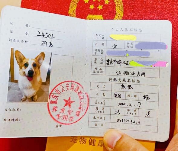 猫犬多合一疫苗怎么选?五合一到十一合一解析
