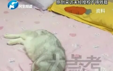 女子抱猫睡觉半年确诊体癣：医生提醒宠物寄生虫风险