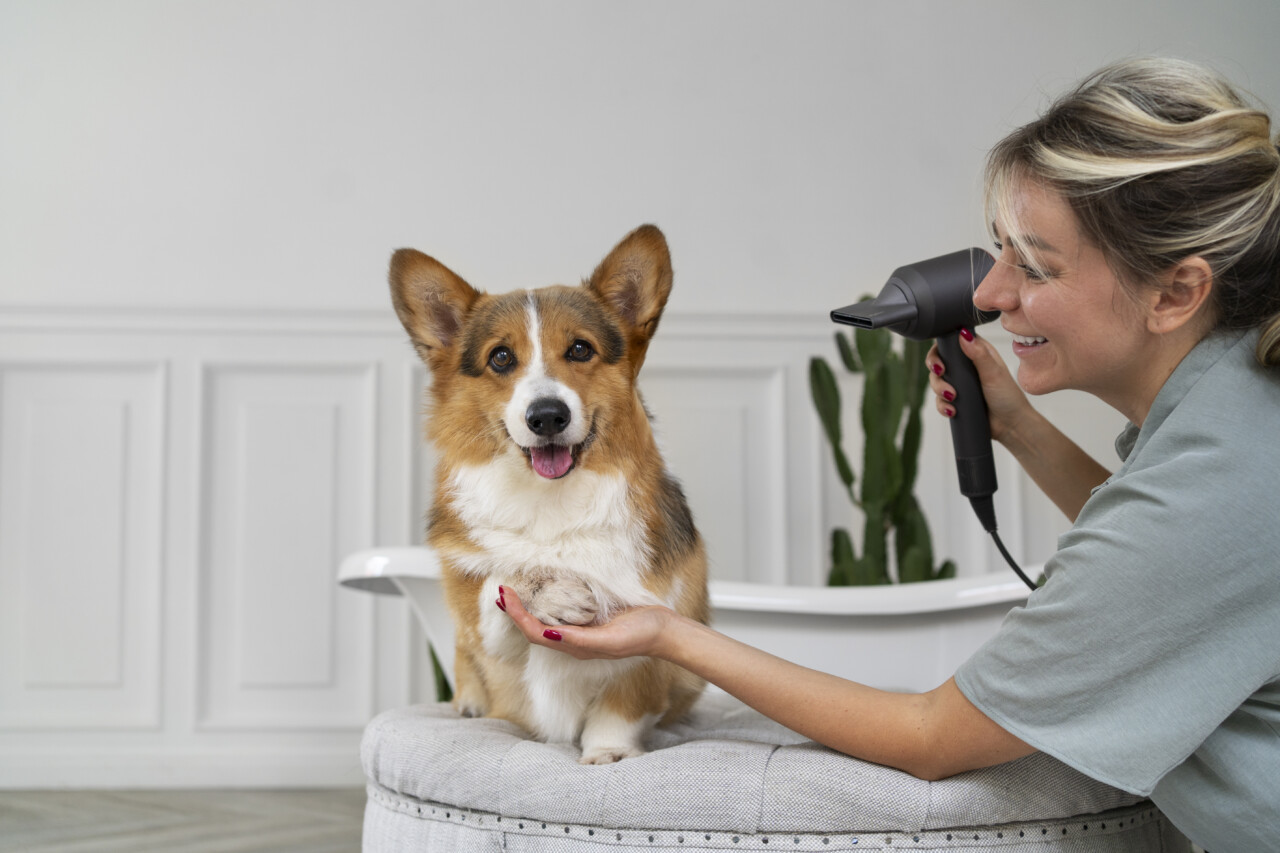 猫犬多合一疫苗怎么选?五合一到十一合一解析
