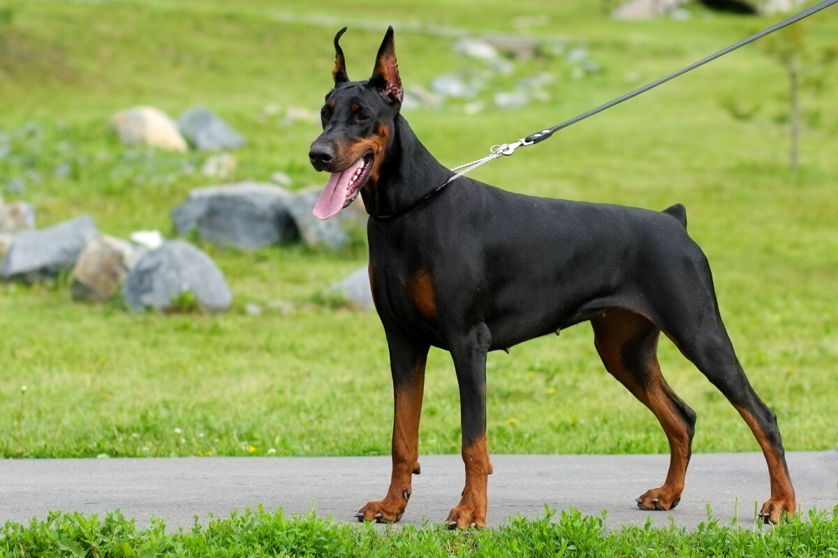 Pet Grooming Guide: From Bathing to Cosmetic Surgery—Avoid These Common Pitfalls