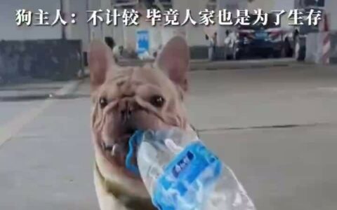 小狗捡瓶子每月卖 860 元：自发“环保工”还是营销噱头？