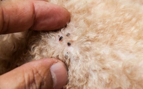 Analysis of Common Canine Dermatological Conditions: Allergies, Endocrine Disorders, and Nutritional Deficiencies