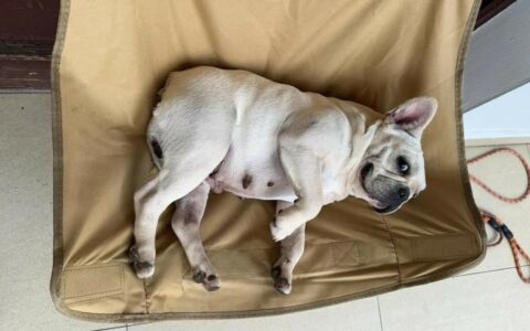 犬椎间盘突出症状：早期识别与诊断要点