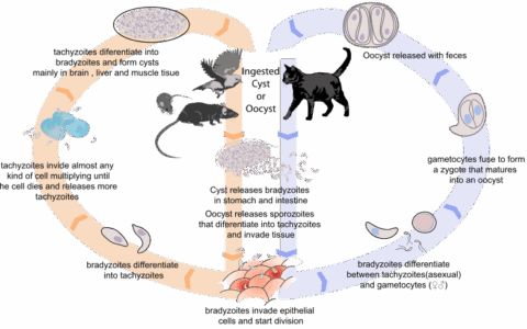 Clinical Signs and Diagnosis of Canine Toxoplasmosis: Acute, Chronic, and Subclinical Presentations
