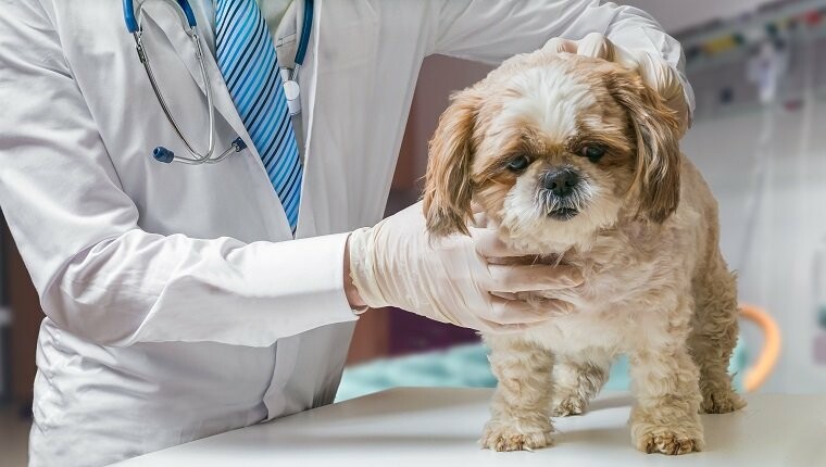 犬弓形虫病症状与诊断：急性、慢性及隐性表现