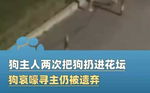 小狗遭主人 2 次扔弃哀嚎仍被遗弃：兰州深夜视频刺痛人心