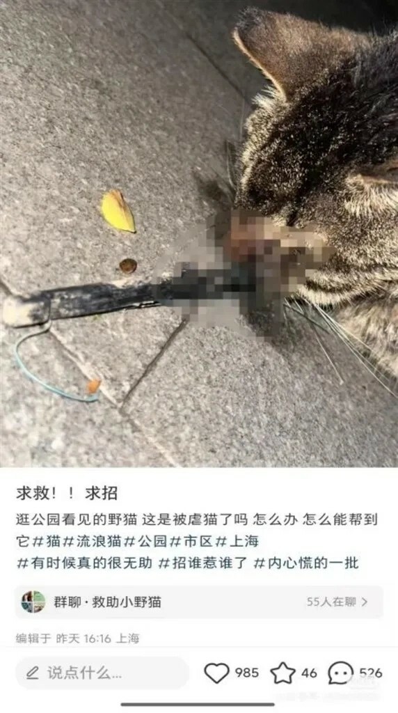上海复兴公园狸花猫面部被鱼镖射穿,胡须遭烧毁