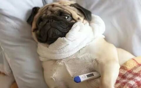 Dog Cold Symptoms and Quick Diagnosis: A Complete Guide to Runny Nose and Cough