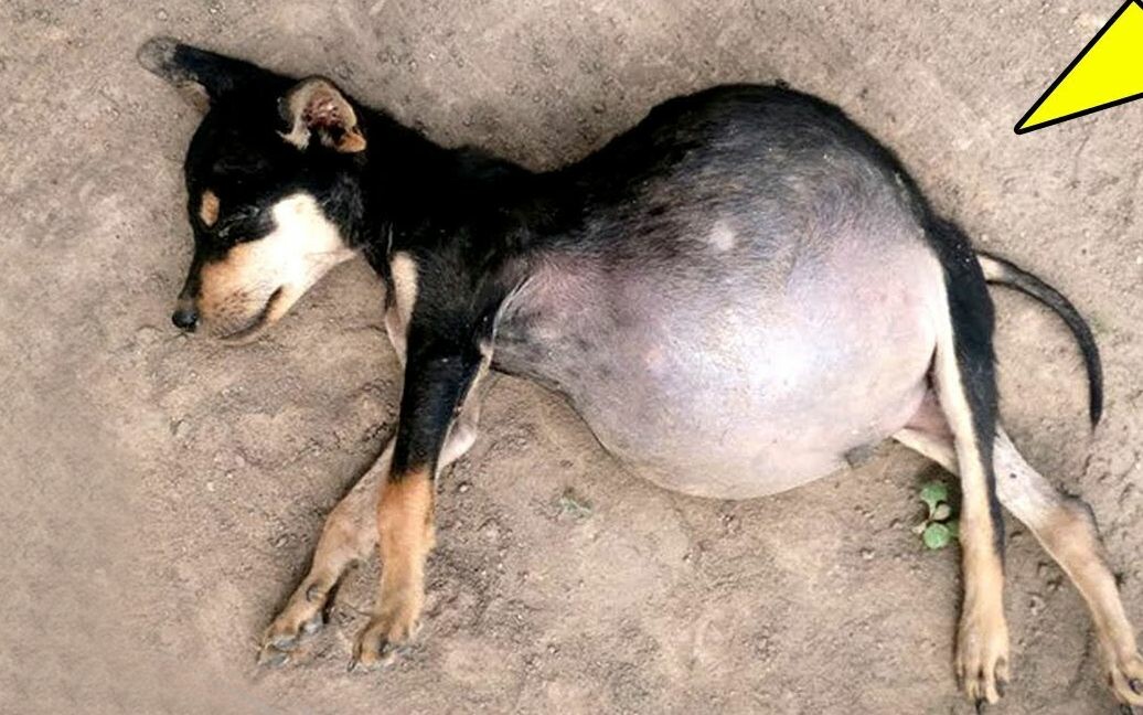 Canine Ascites: Symptoms and Treatment Guide—Diuretics, Paracentesis, and Nursing Care