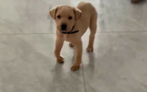 子犬のくる病原因分析：ビタミン D 欠乏と栄養バランスの不均衡