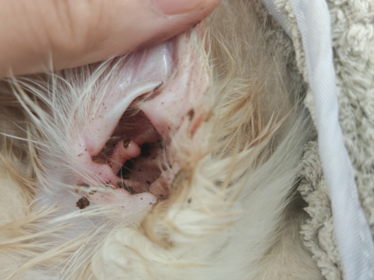Comprehensive Guide to Common Dog Ailment Treatments: Ear Mites, Skin Diseases, Gastroenteritis All Covered