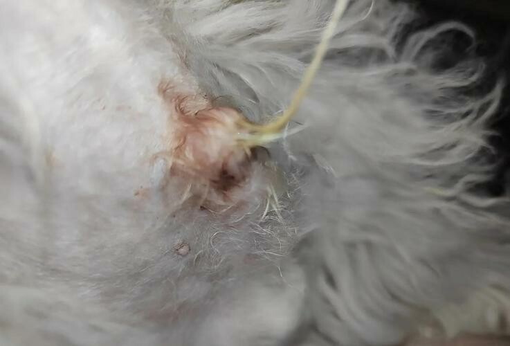 Comprehensive Guide to Common Dog Ailment Treatments: Ear Mites, Skin Diseases, Gastroenteritis All Covered