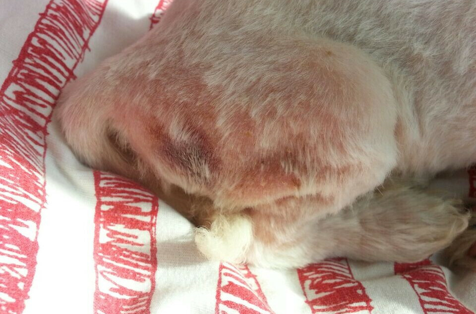 Comprehensive Guide to Common Dog Ailment Treatments: Ear Mites, Skin Diseases, Gastroenteritis All Covered
