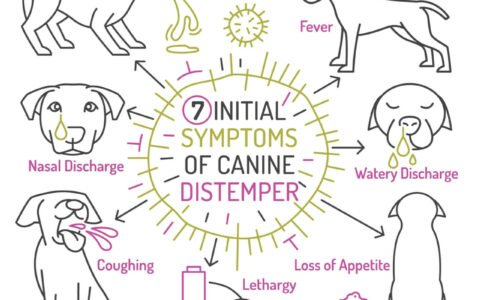 Common Canine Disease Diagnosis and Treatment: Identifying the Five Key Symptoms of Canine Distemper and Common Treatment Misconceptions