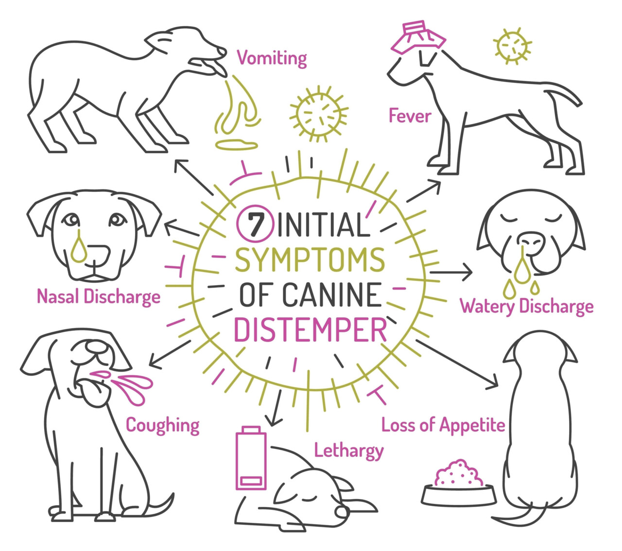 宠物狗常见疾病诊断与治疗:识别犬瘟热五大症状与治疗误区