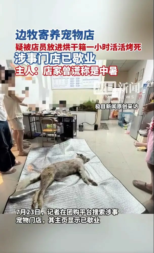 福建漳州宠物店疑将边牧犬放入烘干箱一小时致死,店家曾谎称“中暑”